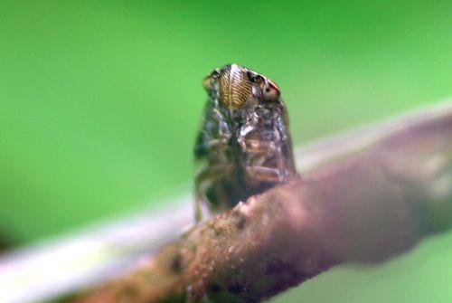 Minuscule cicadelle cicadelle face romilly 16 juil 2012 217.jpg