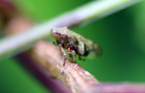 Minuscule cicadelle cicadelle romilly 16 juil 2012 211.jpg
