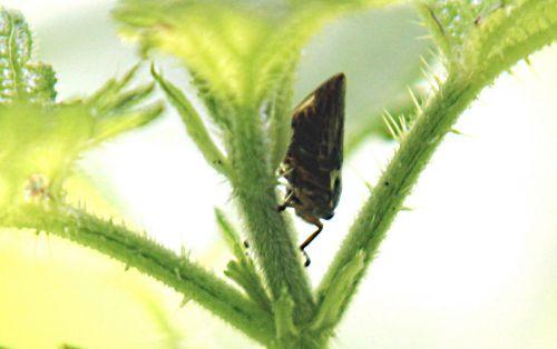 Minuscule cicadelle 3 cicadelle romilly 18 juil 2012 p 019.jpg