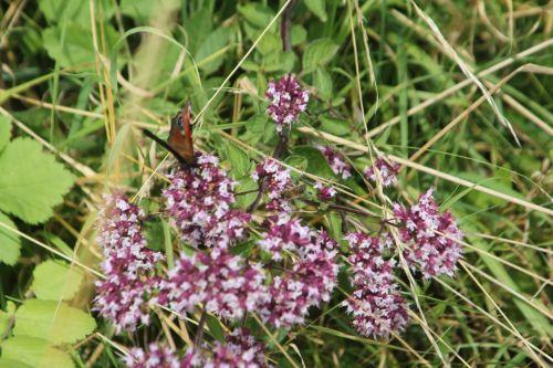 Origanum vulgare 6 16 juil 2012 053.jpg