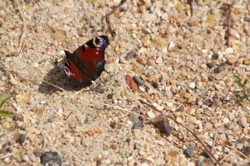 Origanum vulgare papillon 16 juil 2012 069.jpg