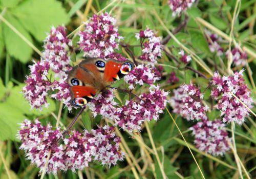 Origanum vulgare 11 16 juil 2012 058.jpg