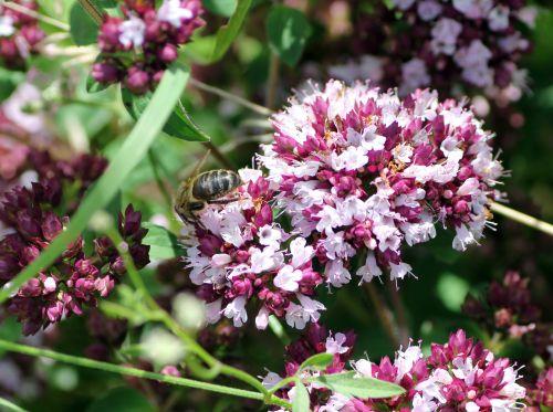Origanum vulgare 10 16 juil 2012 038.jpg