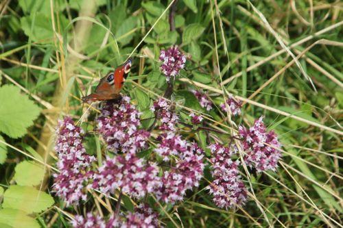Origanum vulgare 8 16 juil 2012 052.jpg