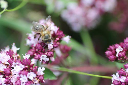 Origanum vulgare 7 abeille 16 juil 2012 044.jpg
