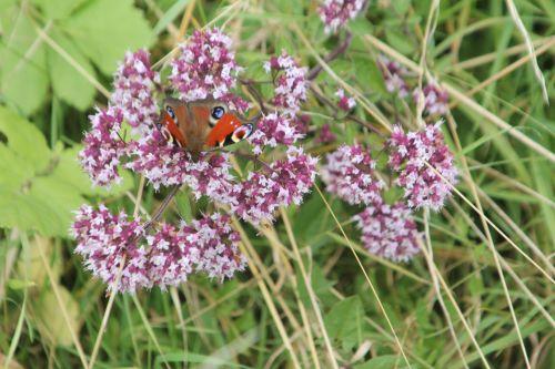 Origanum vulgare 5 16 juil 2012 059.jpg