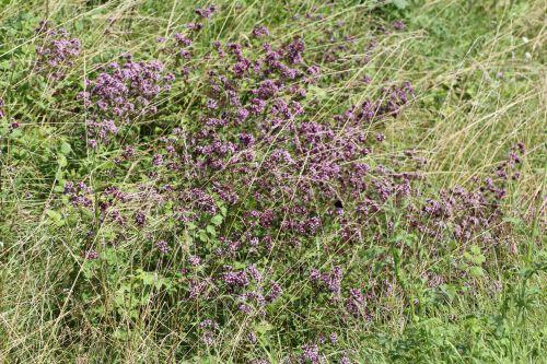 Origanum vulgare 2 16 juil 2012 045.jpg