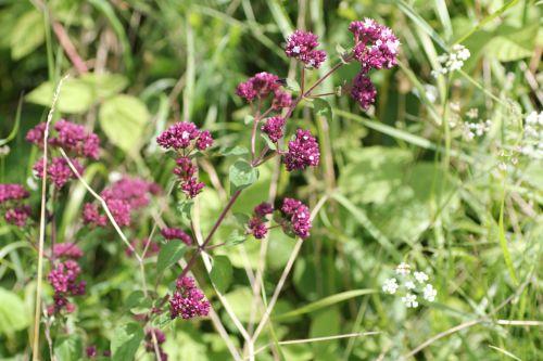Origanum vulgare 4 16 juil 2012 040.jpg