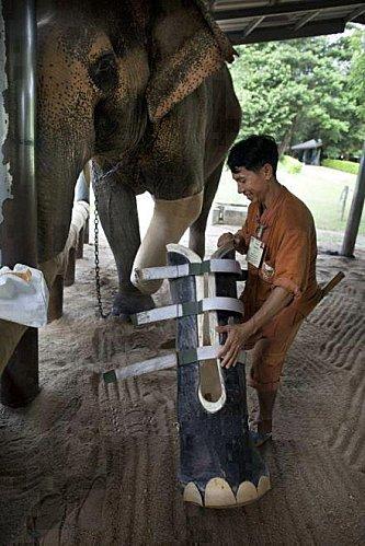 prothèse elephant