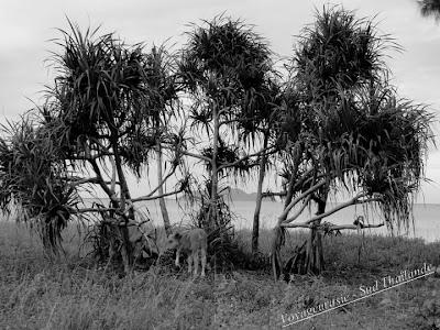 Thaïlande Le Pandanus dans tous ses états Thaïlande Le Pandanus dans tous ses états