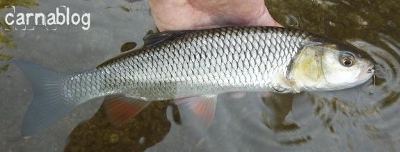 Sortie stickbait en Loire 21-07-2012-6-.JPG