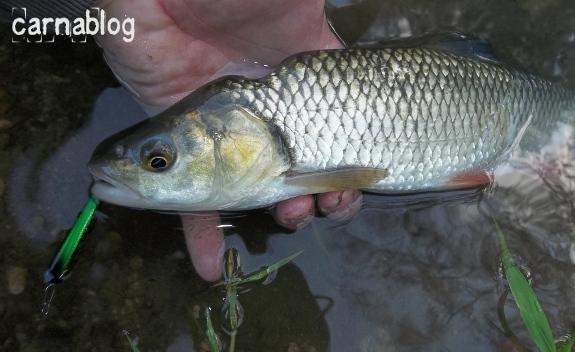 Sortie stickbait en Loire 21-07-2012-3-.JPG
