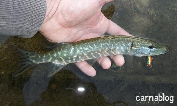 Sortie stickbait en Loire 21-07-2012-1-.JPG