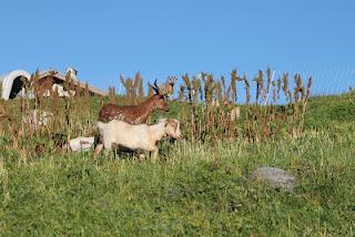 Tour de la Pointe de la Vallaisonnay Tour de la Pointe de la Vallaisonnay