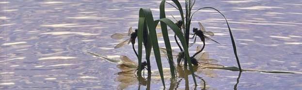 Hors-série : Ahae Hors-série : Ahae