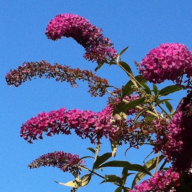 fleurs Ma semaine en instagram (37)