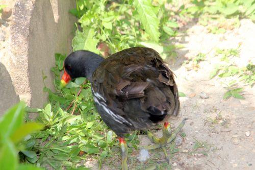Poules d'eau de Paris, avenir assuré juvénile gallinula paris 21 juil 2012 175.jpg