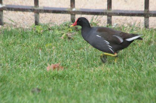 Poules d'eau de Paris, avenir assuré adulte gallinula paris 21 janv 2012 009.jpg