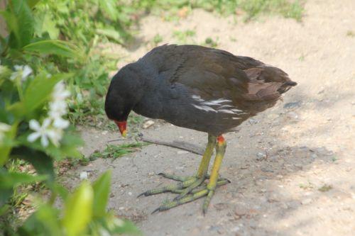 Poules d'eau de Paris, avenir assuré juvénile gallinula paris 21 juil 2012 174.jpg