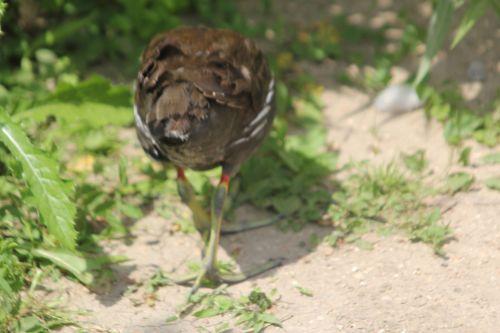 Poules d'eau de Paris, avenir assuré juvénile gallinula paris 21 juil 2012 177.jpg