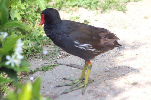 Poules d'eau de Paris, avenir assuré juvénile gallinula paris 21 juil 2012 173.jpg