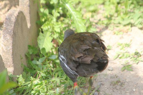 Poules d'eau de Paris, avenir assuré juvénile gallinula paris 21 juil 2012 176.jpg