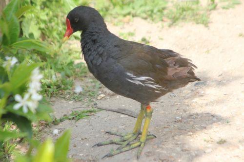 Poules d'eau de Paris, avenir assuré juvénile gallinula paris 21 juil 2012 172.jpg