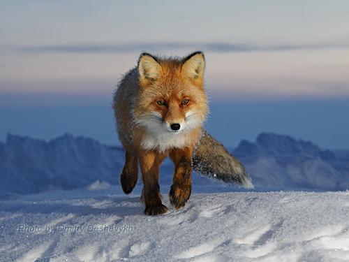 renard tumblr Les gens gentils