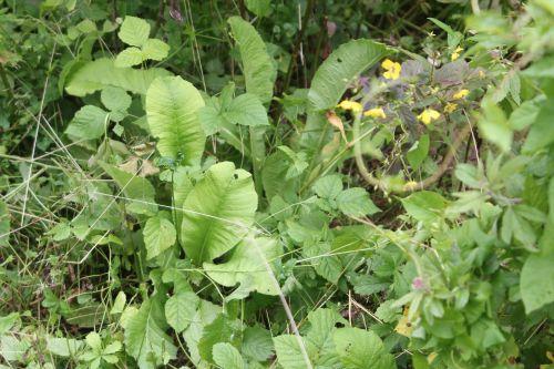 2 inula helenium romilly 16 juil 2012 301.jpg