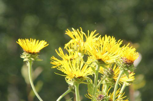 4 inula helenium marnay 22 juil 2012 085.jpg