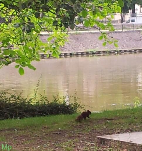 Ch'ti écureuil Ch'ti écureuil