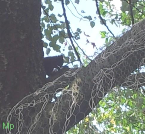 Ch'ti écureuil Ch'ti écureuil