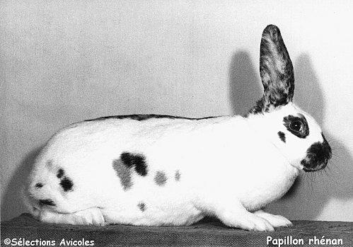 L'abreuvement rationnel du lapin Papillon rhénan