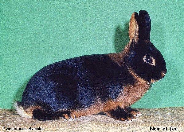 L'abreuvement rationnel du lapin Noir-et-feu-2.jpg