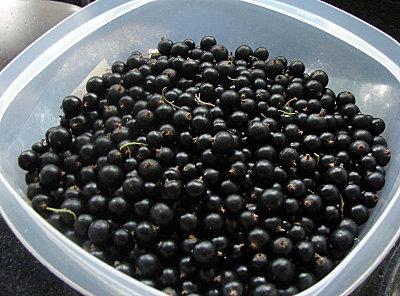 Cueillez dès aujourd'hui DSC00097