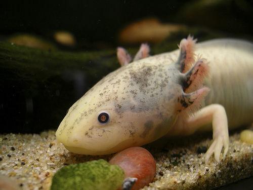 Régénération: la piste de l’axolotl