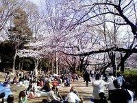 Hanami parc Inokashira