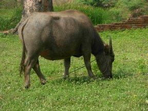 Faune thaïlandaise