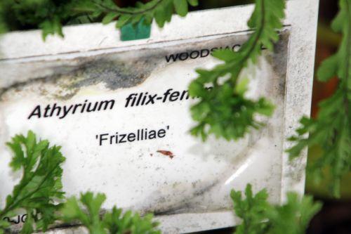 Athyrium 'Frizelliae' athyrium frizelliae étiq 30 juin 2012 239 (5).jpg