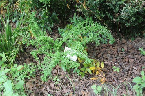 Athyrium 'Frizelliae' 1 athyrium frizelliae 30 juin 2012 238.jpg