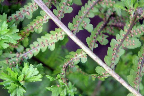 Athyrium 'Frizelliae' 8 athyrium frizelliae sores romilly 22 juil 2012 117.jpg