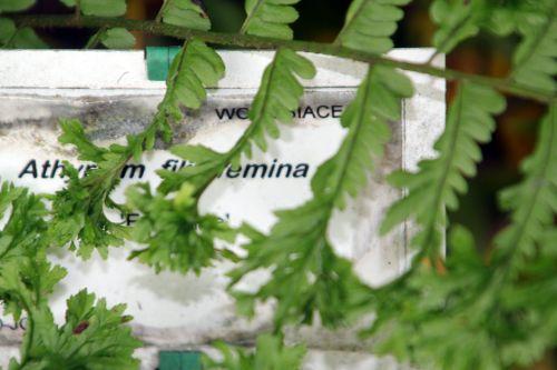 Athyrium 'Frizelliae' 6 athyrium frizelliae 30 juin 2012 239 (4).jpg