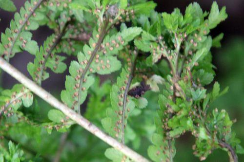 Athyrium 'Frizelliae' 7 athyrium frizelliae sores romilly 22 juil 2012 114.jpg