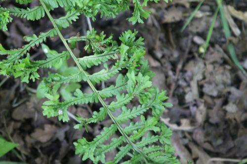 Athyrium 'Frizelliae' 5 athyrium frizelliae romilly 22 juil 2012 112.jpg