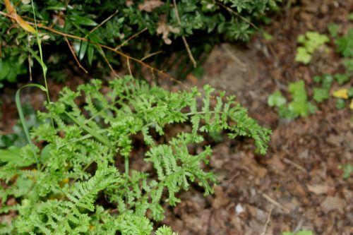 Athyrium 'Frizelliae' 4 athyrium frizelliae 30 juin 2012 239 (3).jpg
