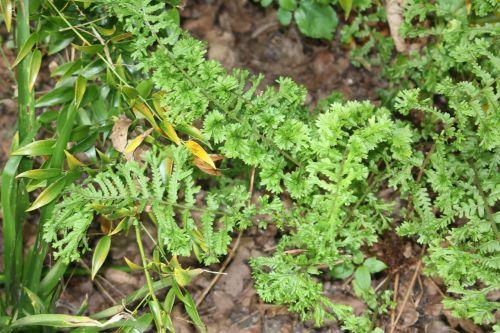 Athyrium 'Frizelliae' 2 athyrium frizelliae 30 juin 2012 239 (2).jpg