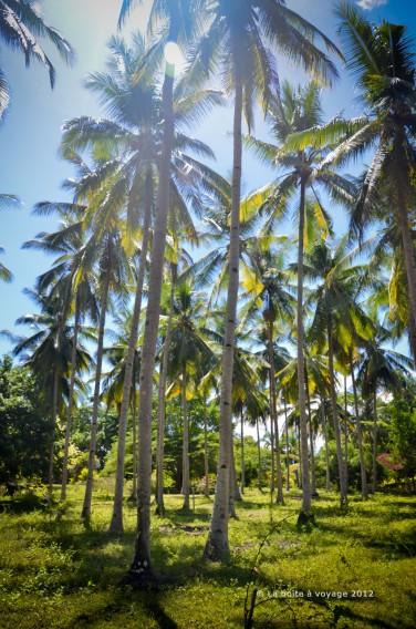 Notre losmen à Luwuk : 3 bungalows dans une forêt de cocotier (Sulawesi Centre, Indonésie)