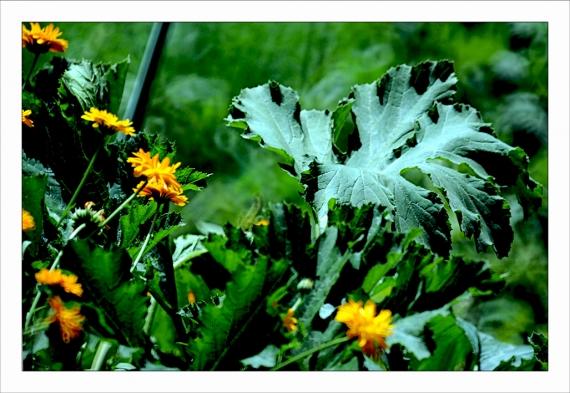 Un peu d'altitude... Montagne, Alpes, Pyrénées, Les Deux Alpes, Les 2 Alpes, VTT, Randonnée, Hélicoptère