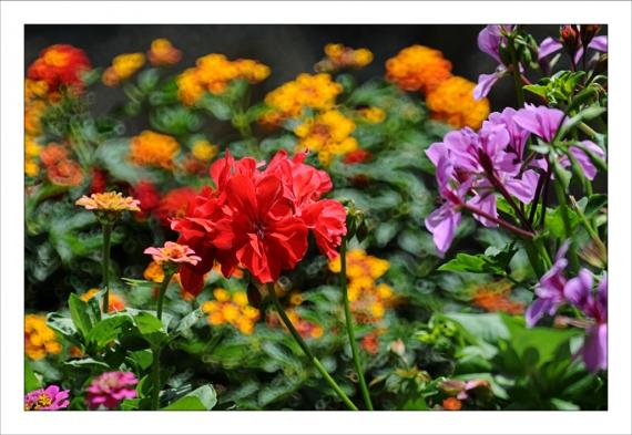 Un peu d'altitude... Montagne, Alpes, Pyrénées, Les Deux Alpes, Les 2 Alpes, VTT, Randonnée, Hélicoptère