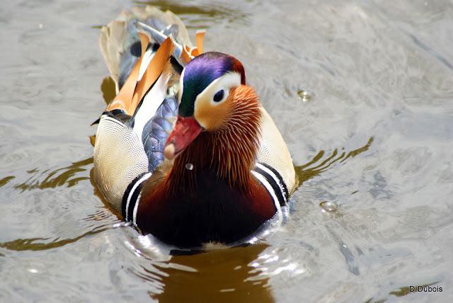 Le Jardin des Plantes Nantes/ La faune Le Jardin des Plantes Nantes/ La faune